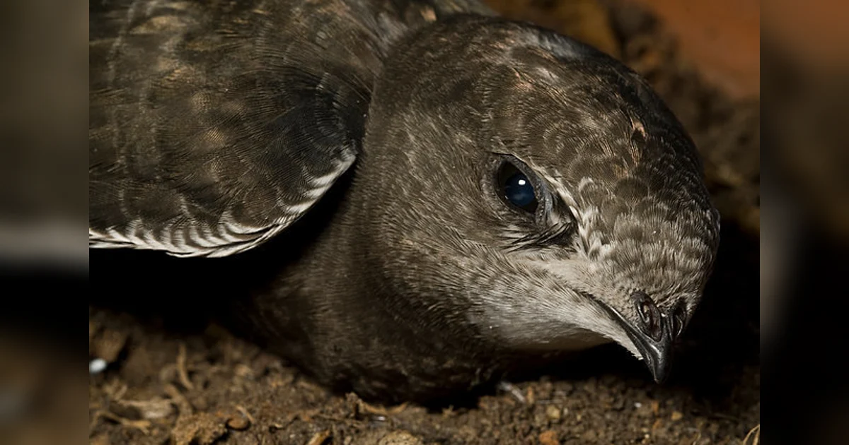 This Tiny Bird Can Fly For 10 Months Without Landing